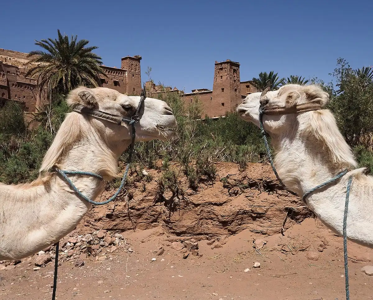 Caravane devant le ksar d’Aït Ben Haddou